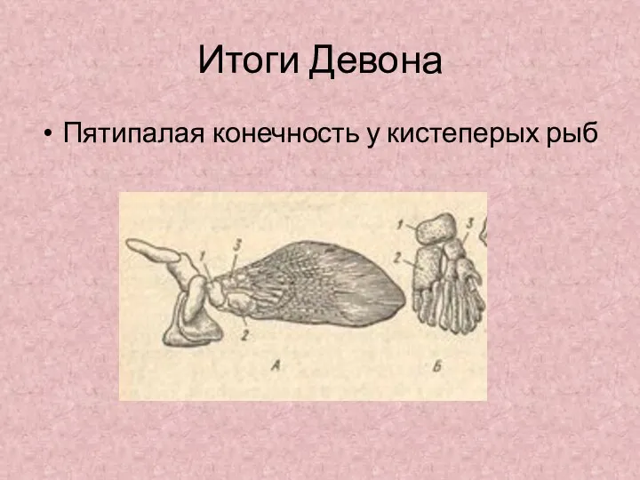 Итоги Девона Пятипалая конечность у кистеперых рыб