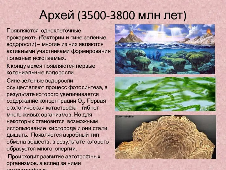 Архей (3500-3800 млн лет) Появляются одноклеточные прокариоты (бактерии и сине-зеленые водоросли) –