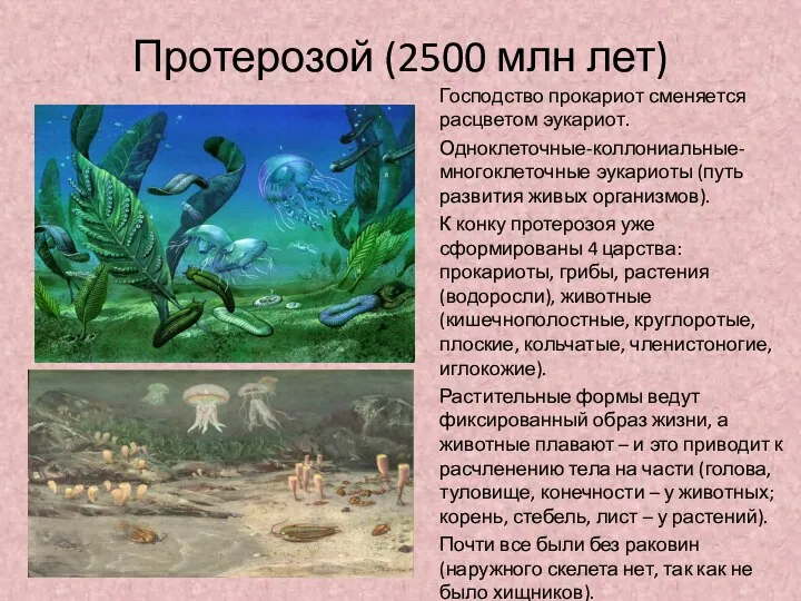 Протерозой (2500 млн лет) Господство прокариот сменяется расцветом эукариот. Одноклеточные-коллониальные-многоклеточные эукариоты (путь