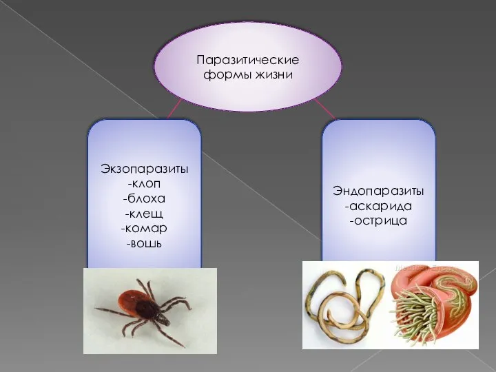 Паразитические формы жизни Экзопаразиты -клоп -блоха -клещ -комар -вошь Эндопаразиты -аскарида -острица