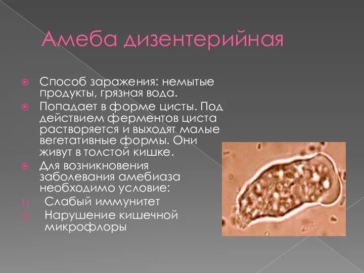 Амеба дизентерийная Способ заражения: немытые продукты, грязная вода. Попадает в форме цисты.