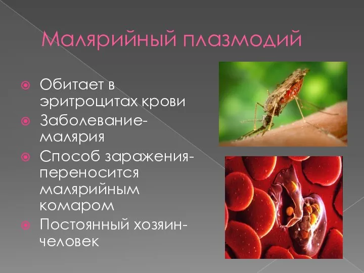 Малярийный плазмодий Обитает в эритроцитах крови Заболевание- малярия Способ заражения- переносится малярийным комаром Постоянный хозяин- человек