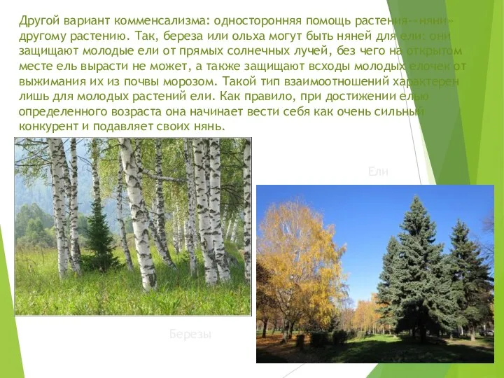 Другой вариант комменсализма: односторонняя помощь растения-«няни» другому растению. Так, береза или ольха