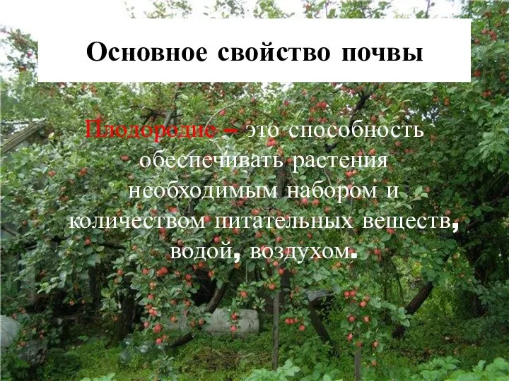 Основное свойство почвы Плодородие – это способность обеспечивать растения необходимым набором и