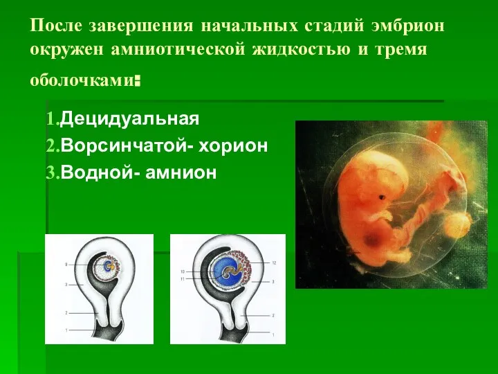 После завершения начальных стадий эмбрион окружен амниотической жидкостью и тремя оболочками: Децидуальная Ворсинчатой- хорион Водной- амнион