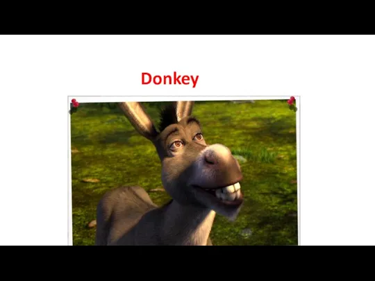 Donkey