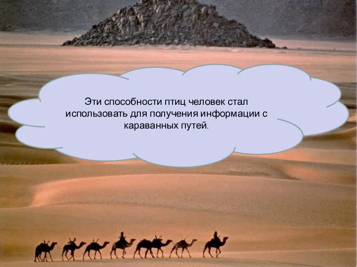 Эти способности птиц человек стал использовать для получения информации с караванных путей.