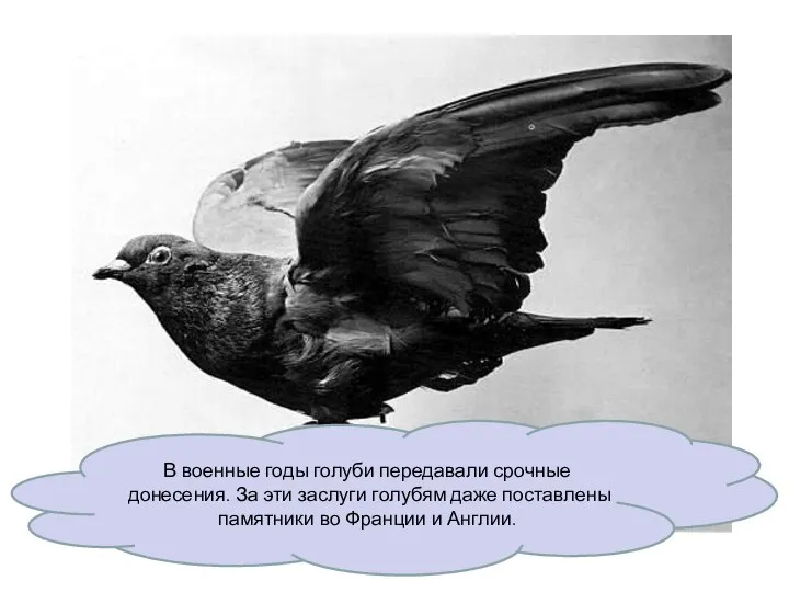 В военные годы голуби передавали срочные донесения. За эти заслуги голубям даже