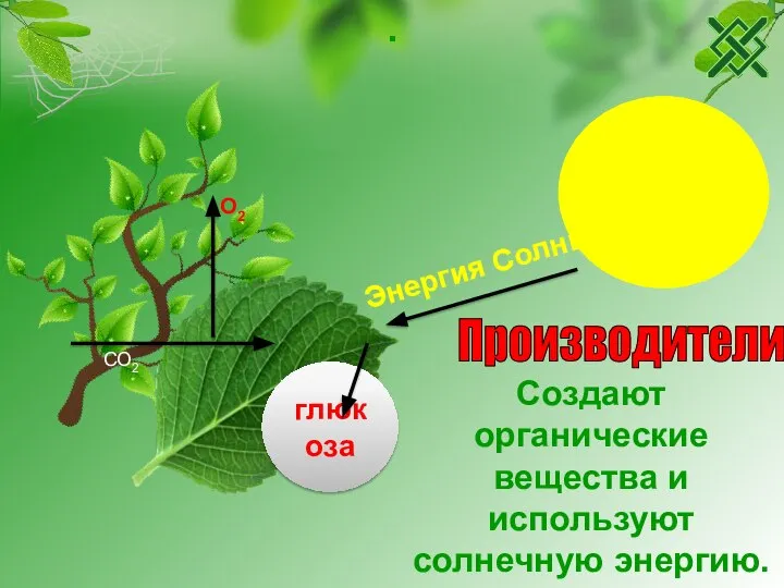 . Создают органические вещества и используют солнечную энергию. глюкоза Энергия Солнца О2 СО2 Производители