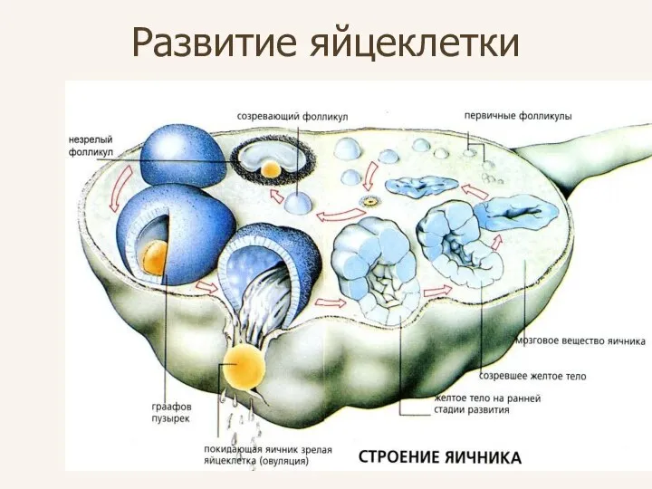 Развитие яйцеклетки