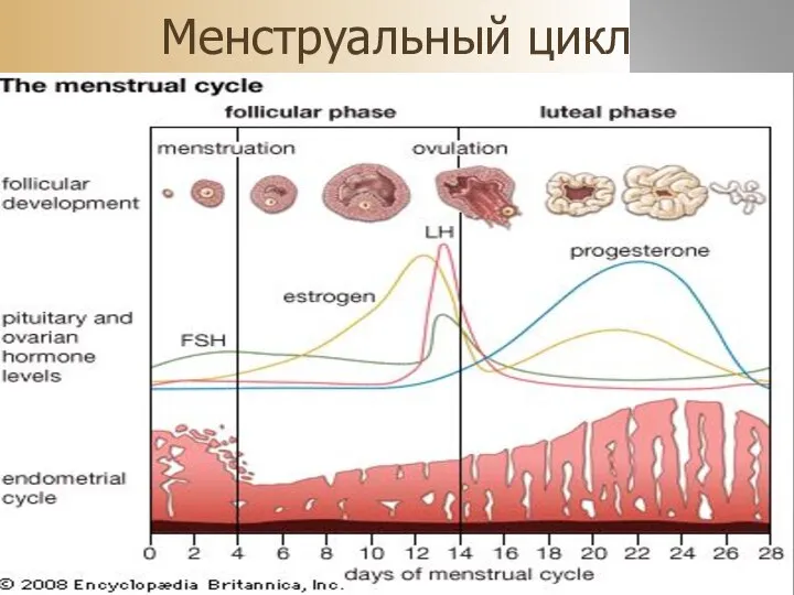 Менструальный цикл