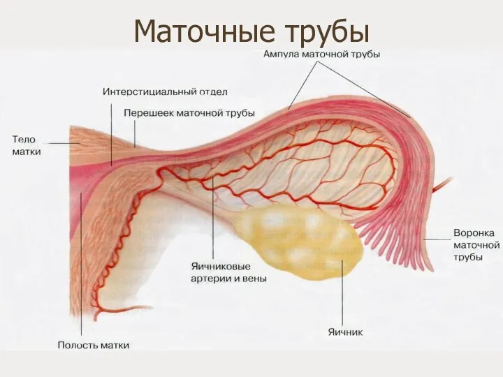 Маточные трубы