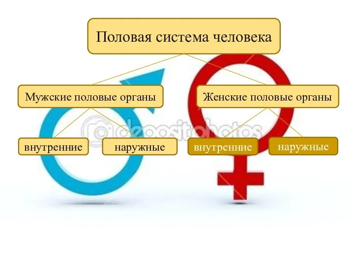 Половая система человека Мужские половые органы Женские половые органы внутренние наружные внутренние наружные
