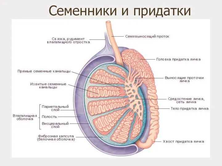 Семенники и придатки