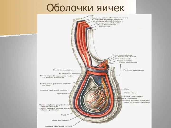 Оболочки яичек