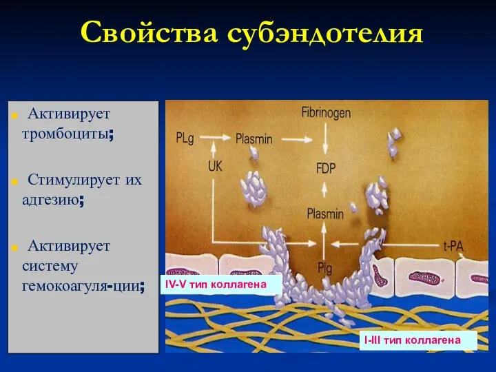 Свойства субэндотелия Активирует тромбоциты; Стимулирует их адгезию; Активирует систему гемокоагуля-ции; IV-V тип коллагена I-III тип коллагена