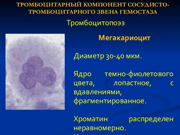 Мегакариоцит Диаметр 30-40 мкм. Ядро темно-фиолетового цвета, лопастное, с вдавлениями, фрагментированное. Хроматин