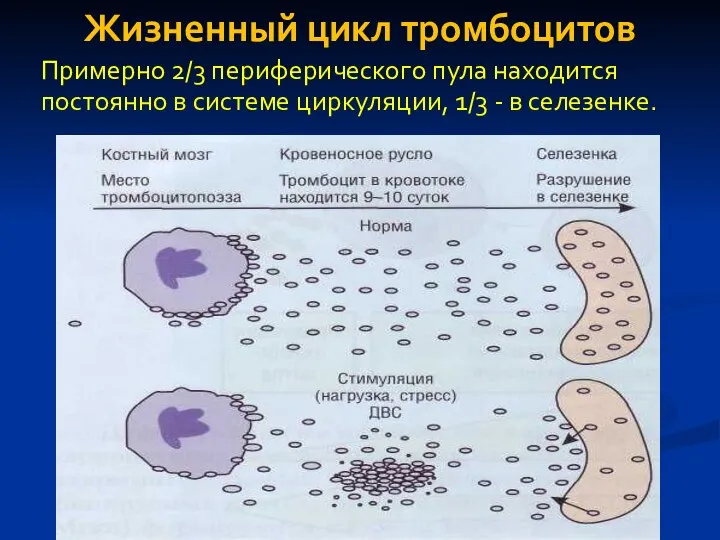 Жизненный цикл тромбоцитов Примерно 2/3 периферического пула находится постоянно в системе циркуляции, 1/3 - в селезенке.