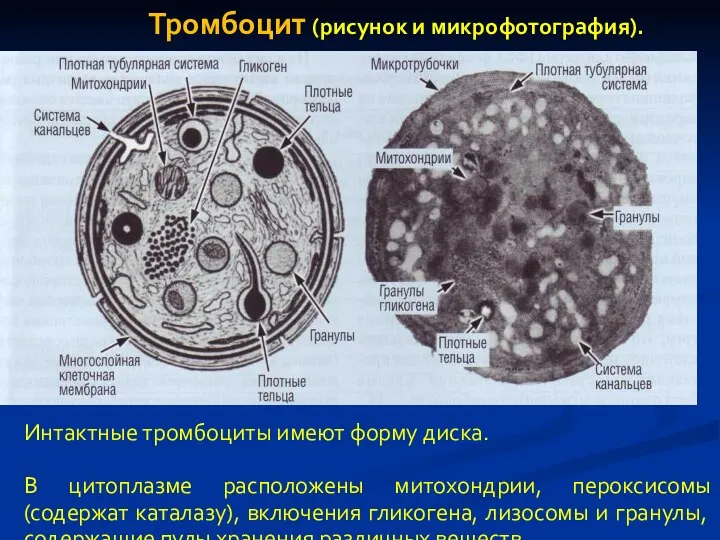 Интактные тромбоциты имеют форму диска. В цитоплазме расположены митохондрии, пероксисомы (содержат каталазу),