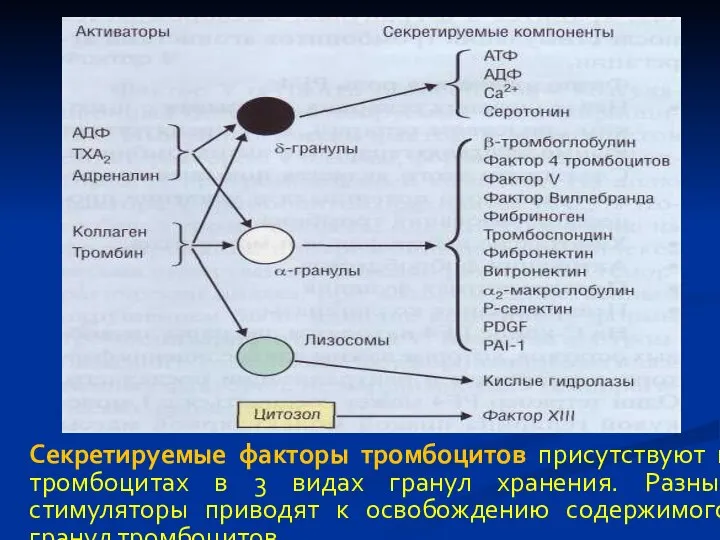 Секретируемые факторы тромбоцитов присутствуют в тромбоцитах в 3 видах гранул хранения. Разные