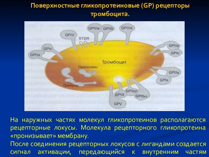 На наружных частях молекул гликопротеинов располагаются рецепторные локусы. Молекула рецепторного гликопротеина «пронизывает»