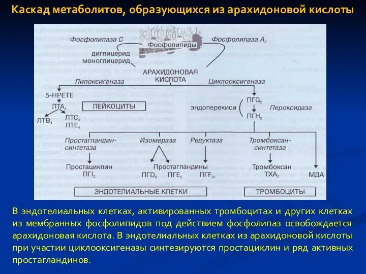 В эндотелиальных клетках, активированных тромбоцитах и других клетках из мембранных фосфолипидов под