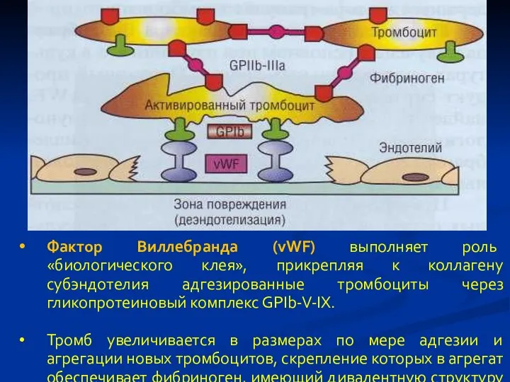 Фактор Виллебранда (vWF) выполняет роль «биологического клея», прикрепляя к коллагену субэндотелия адгезированные