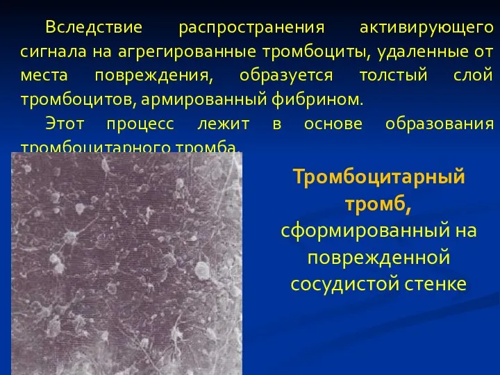 Вследствие распространения активирующего сигнала на агрегированные тромбоциты, удаленные от места повреждения, образуется