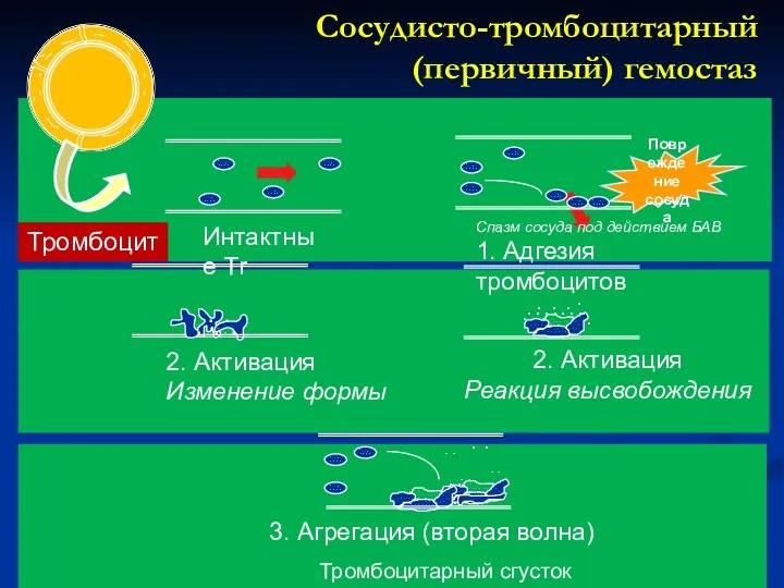 Тромбоцит Сосудисто-тромбоцитарный (первичный) гемостаз