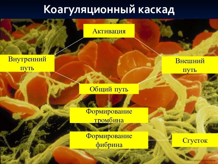 Коагуляционный каскад Активация Внутренний путь Внешний путь Формирование фибрина Формирование тромбина Общий путь Сгусток