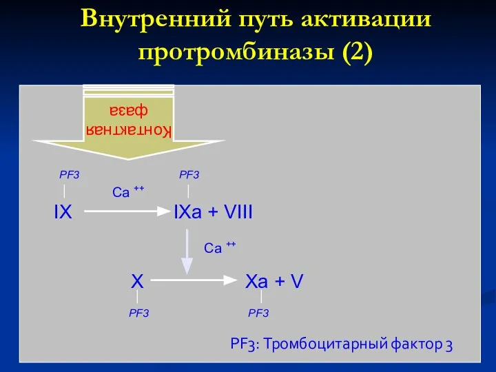 IX IXa + VIII X Xa + V Внутренний путь активации протромбиназы