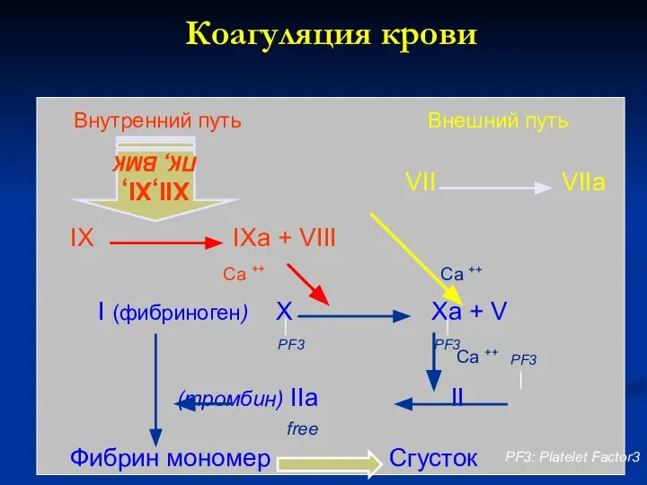 VII VIIa IX IXa + VIII I (фибриноген) X Xa + V