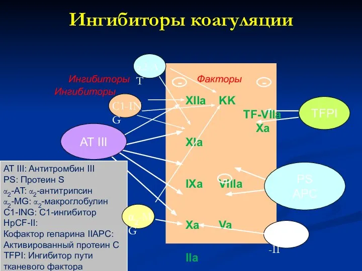 Ингибиторы коагуляции TFPI AT III: Aнтитромбин III PS: Протеин S α2-AT: α2-антитрипсин