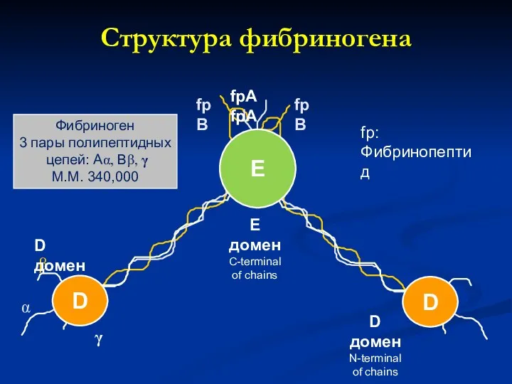 fpA fpA fpB fpB β α γ D домен D домен N-terminal