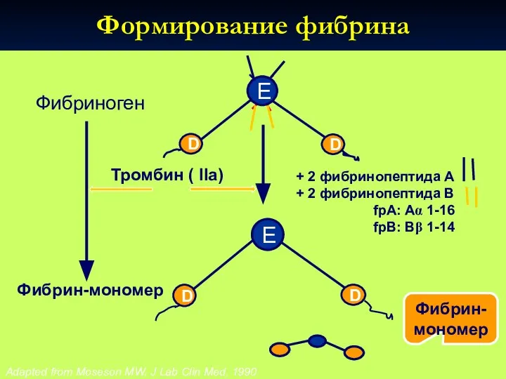 Фибриноген Фибрин-мономер Формирование фибрина D D E + 2 фибринопептида A +