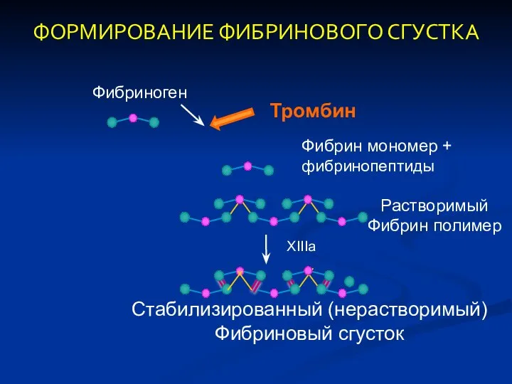 Стабилизированный (нерастворимый) Фибриновый сгусток Фибриноген Фибрин мономер + фибринопептиды Растворимый Фибрин полимер