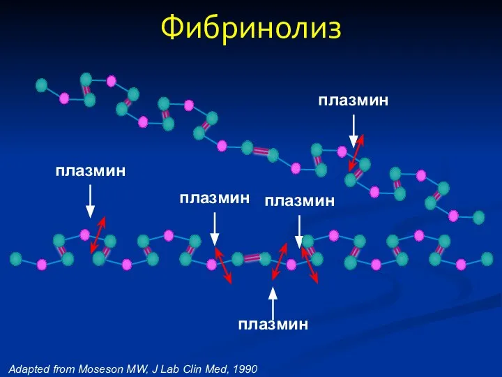 Adapted from Moseson MW, J Lab Clin Med, 1990 Фибринолиз