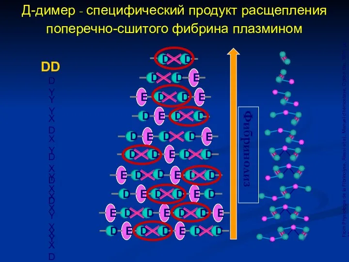 From Physiologie de la Fibrinolyse, Alessi et al., Manuel d'hémostase, Option Bio,