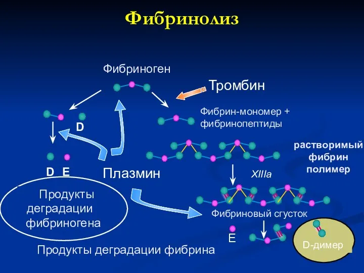 D-димер E Фибриновый сгусток Фибриноген D E D Фибрин-мономер + фибринопептиды растворимый