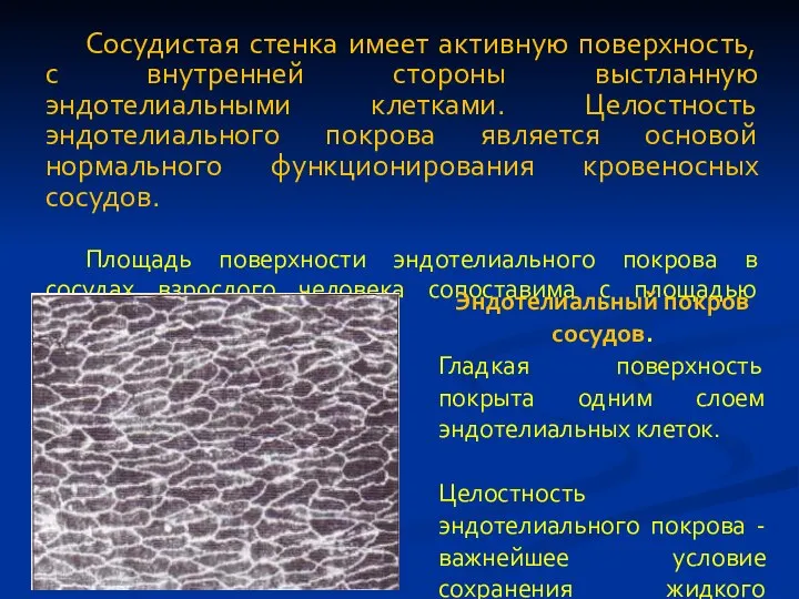 Сосудистая стенка имеет активную поверхность, с внутренней стороны выстланную эндотелиальными клетками. Целостность