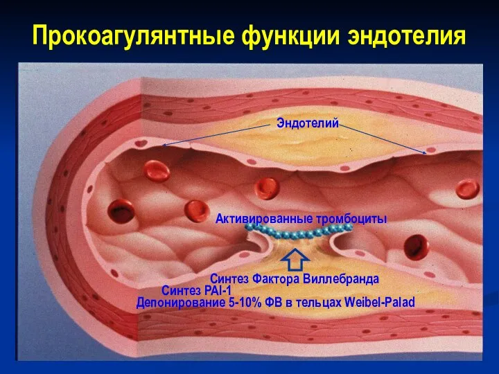 Прокоагулянтные функции эндотелия Активированные тромбоциты Эндотелий Синтез Фактора Виллебранда Синтез PAI-1 Депонирование