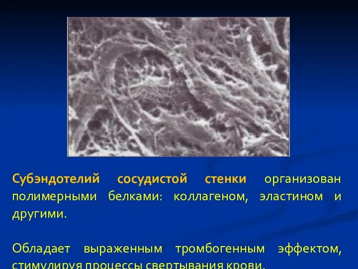 Субэндотелий сосудистой стенки организован полимерными белками: коллагеном, эластином и другими. Обладает выраженным