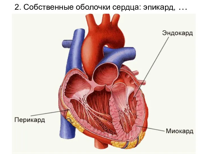 2. Собственные оболочки сердца: эпикард, …