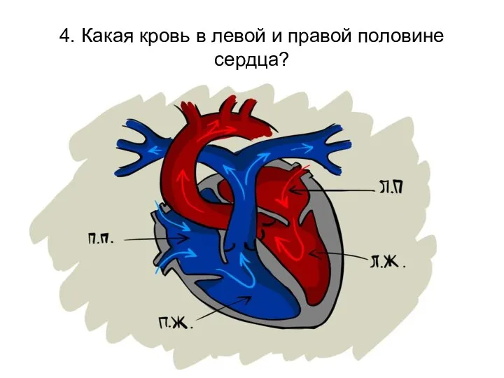 4. Какая кровь в левой и правой половине сердца?
