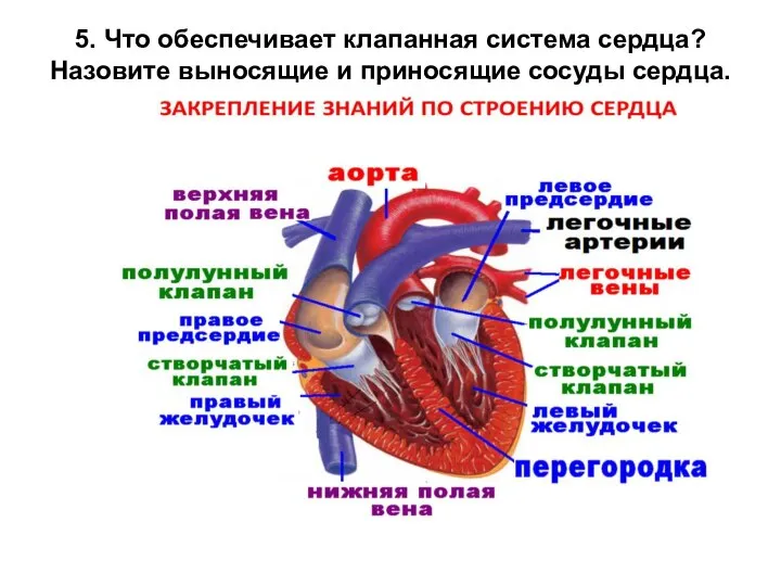 5. Что обеспечивает клапанная система сердца? Назовите выносящие и приносящие сосуды сердца.