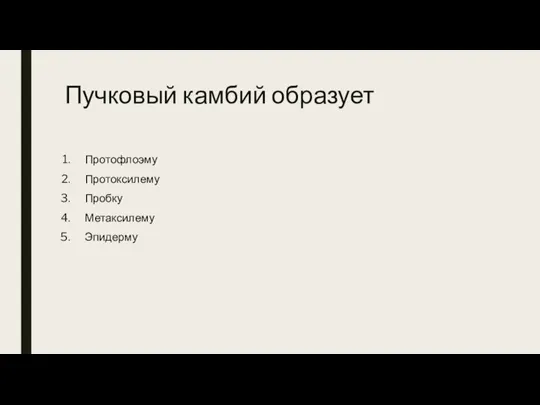 Пучковый камбий образует Протофлоэму Протоксилему Пробку Метаксилему Эпидерму