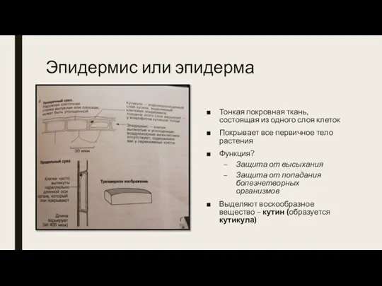 Эпидермис или эпидерма Тонкая покровная ткань, состоящая из одного слоя клеток Покрывает