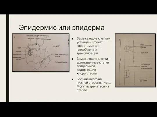 Эпидермис или эпидерма Замыкающие клетки и устьица – служат «воротами» для газообмена