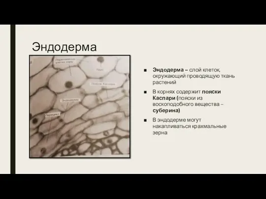 Эндодерма Эндодерма – слой клеток, окружающий проводящую ткань растений В корнях содержит