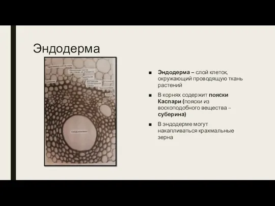 Эндодерма Эндодерма – слой клеток, окружающий проводящую ткань растений В корнях содержит